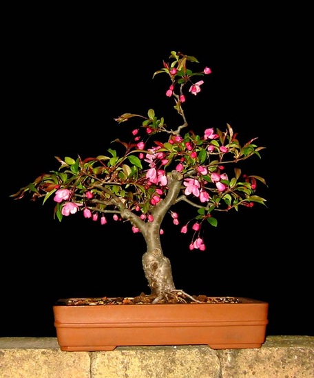 malus frühj.15.JPG