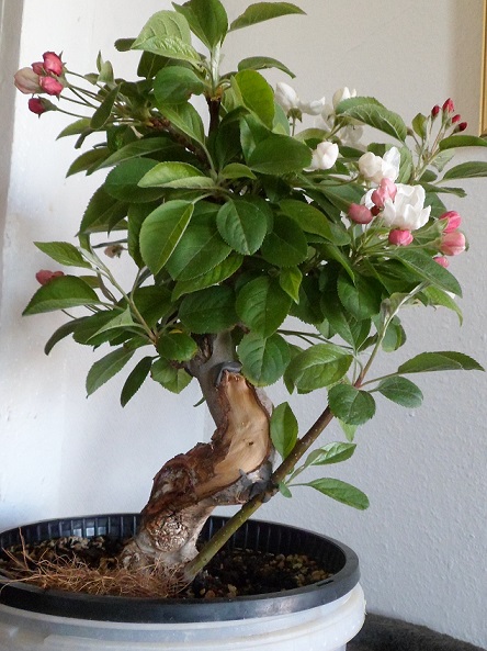 Apfelbonsai 005a..jpg
