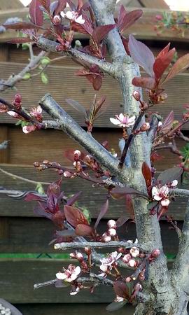 2blutpflaume4-15beginn-bluete-detail.jpg