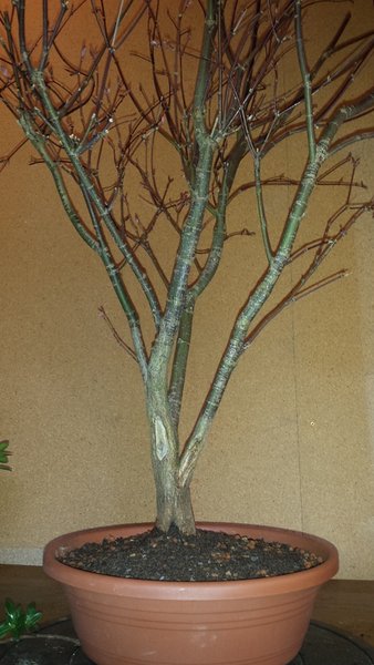 20150411_121845.jpg