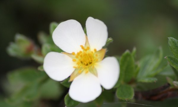 erste Potentilla-Blüte