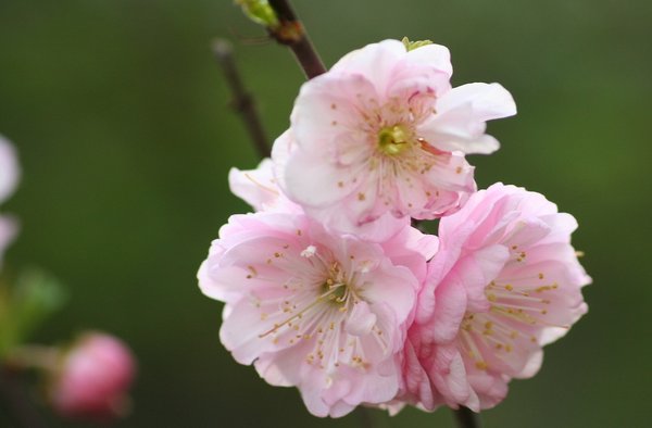 Mandelblüten