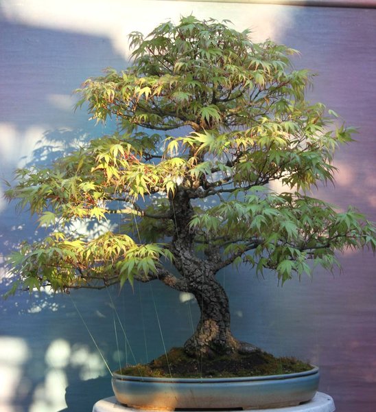 acer-palm.-arakawa-1.jpg