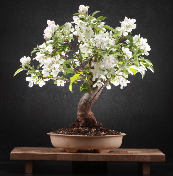 malus_blüte_s.JPG