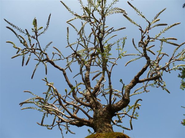 Blauregen (4) (Individuell).JPG
