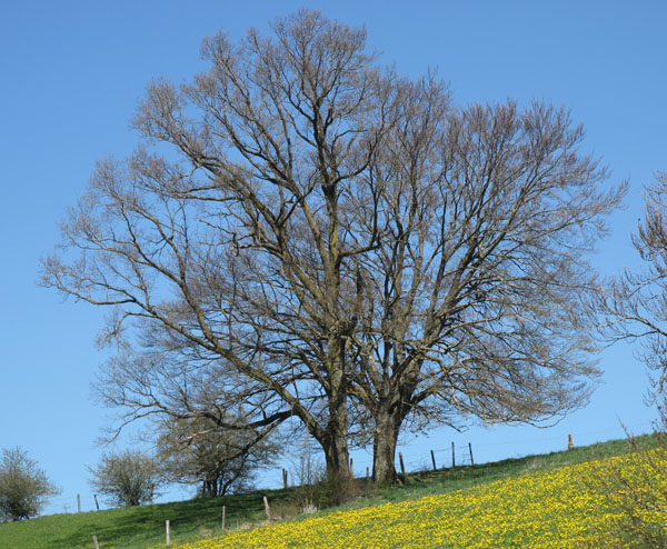 IMG_1808b..jpg