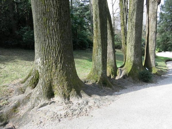 Liriodendron tulipifera, vermutlich ein gewaltiges Floss!