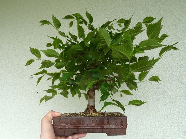Bergulme.jpg