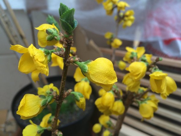 Forsythie