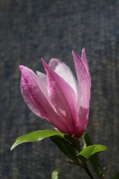 Magnolie