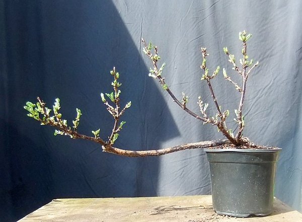 B007-April15-Ribes.jpg