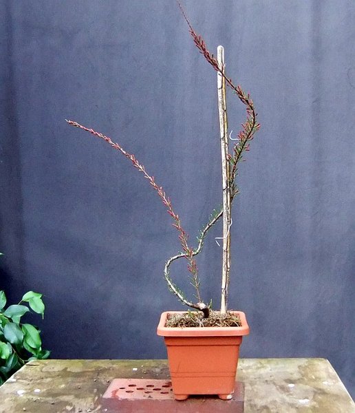 D002-April15-Tamarix.jpg