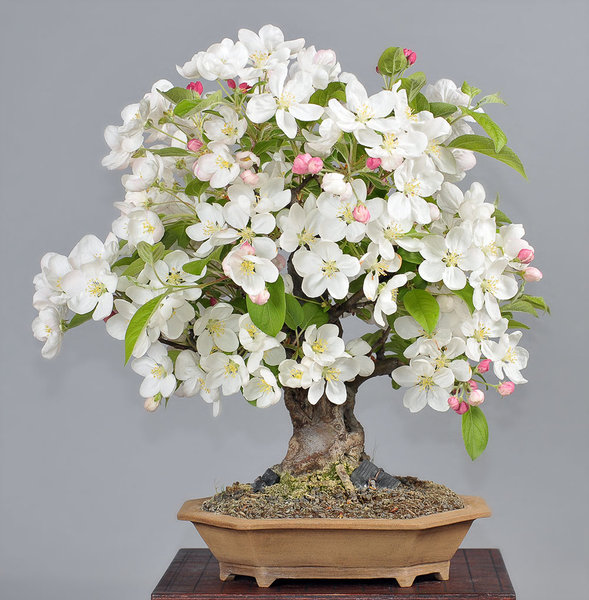 malus_schmieda_0415.jpg