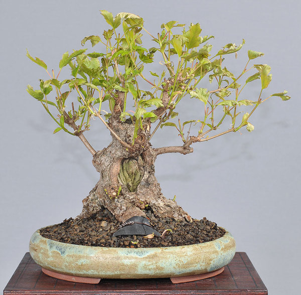 acer_ginnala_schmieda_0415_1.jpg