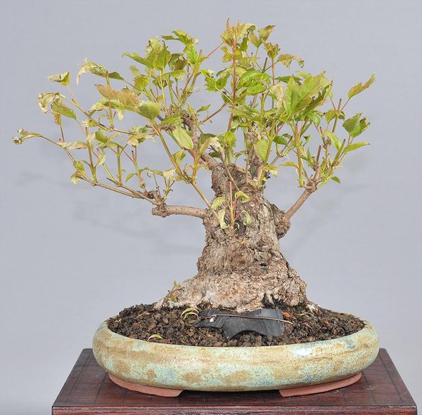 acer_ginnala_schmieda_0415_2.jpg
