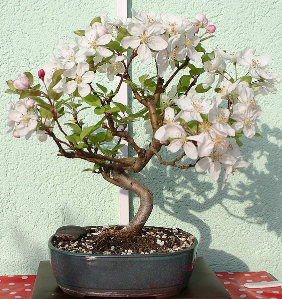 ApfelblüteApril2015.JPG