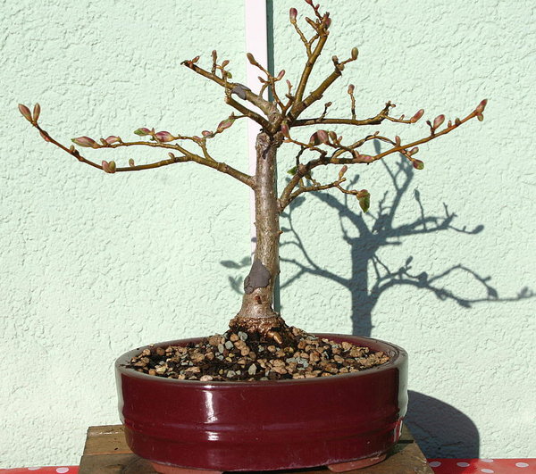 KleineLindeApril2015.JPG
