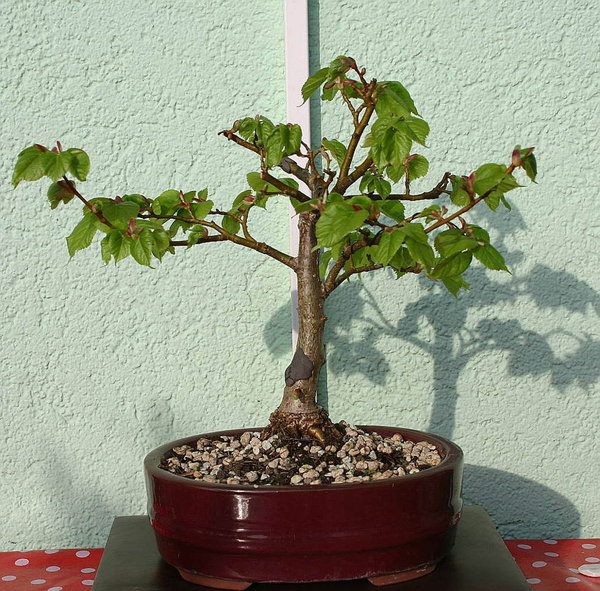 KleineLindeAustriebApril2015.JPG