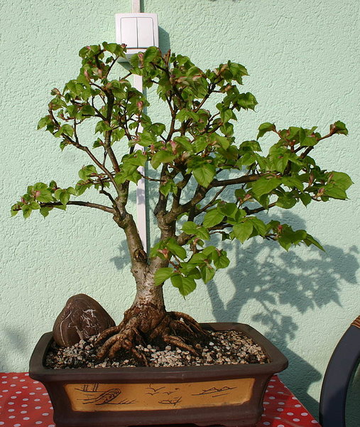 LindeApril2015_.JPG