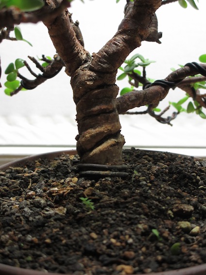 Hier kann man erkennen, dass ein Nebari entweder nicht vorhanden ist, oder sich unter dem Draht im Substrat verbirgt.. da der Baum erst kürzlich umgetopft wurde, habe ich den Draht noch nicht entfernt.