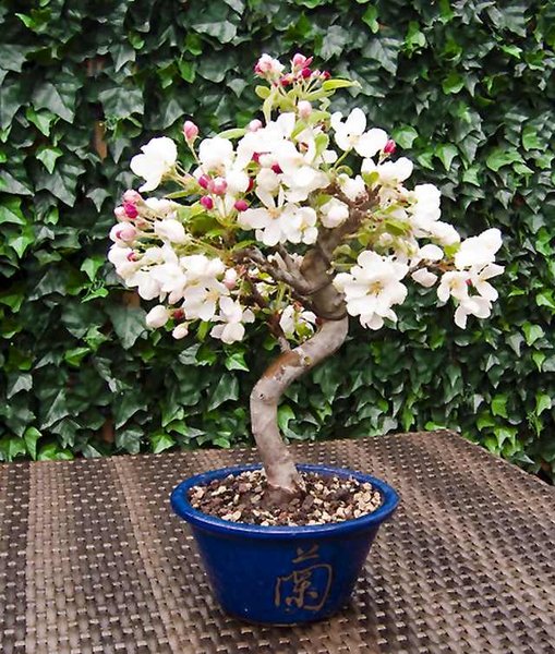 CRW_0018_Malus.jpg