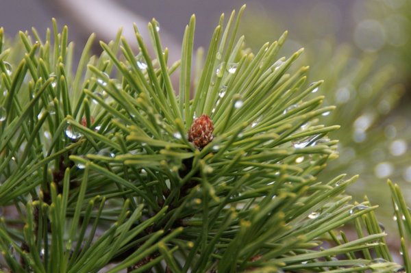 Knospen 6.4.15