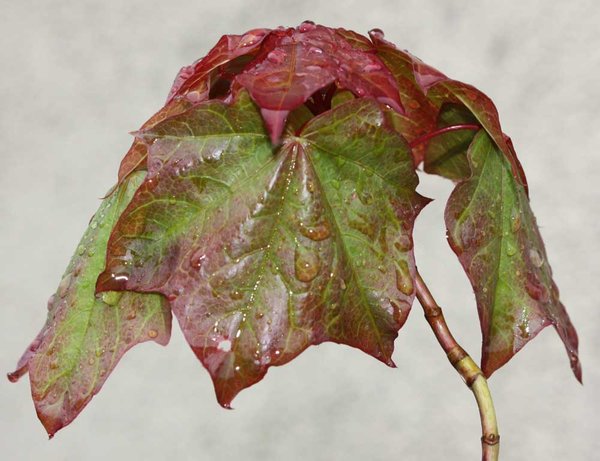 Acer02.jpg