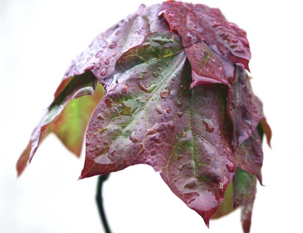 Acer04.jpg