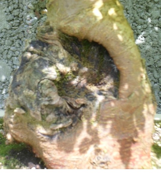 Maulbeere 7.jpg