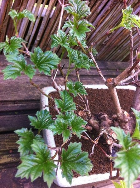 Cornus?