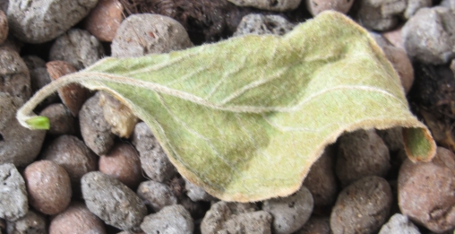 schein-mehltau-blatt03.JPG