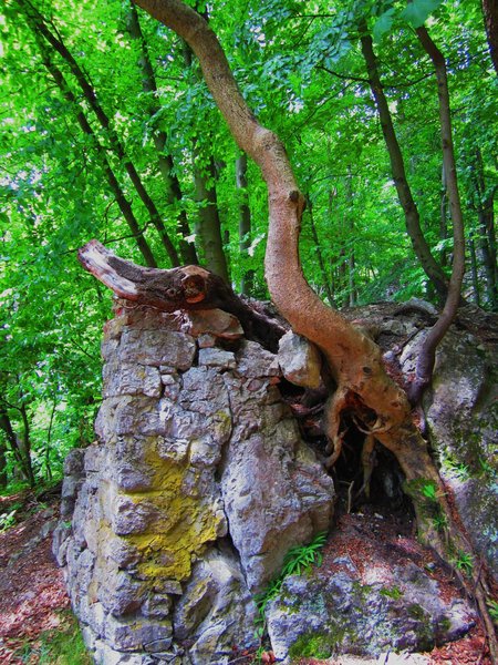 comp_Baum Ruine.jpg