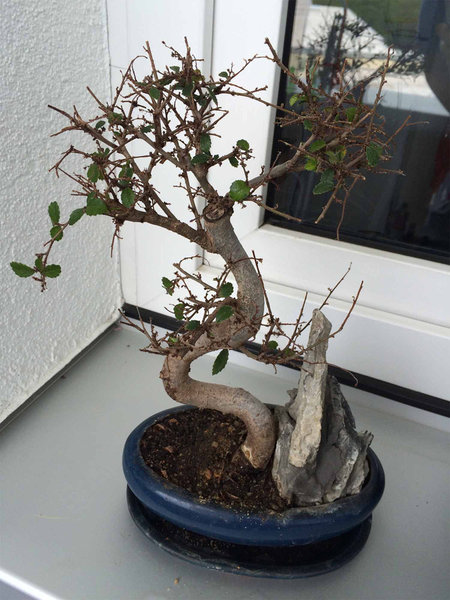 Bonsai 1.jpg