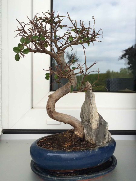 Bonsai 2.jpg