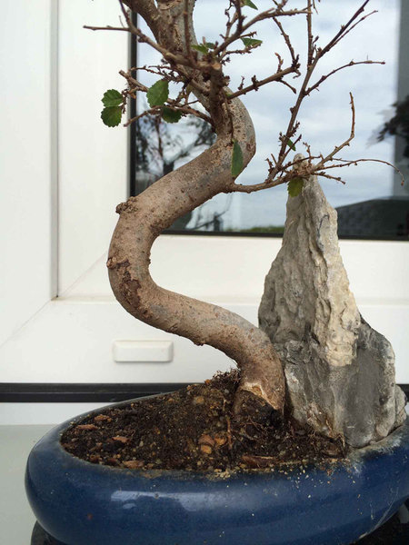 Bonsai 4.jpg