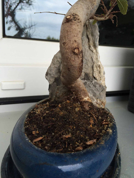 Bonsai 5.jpg
