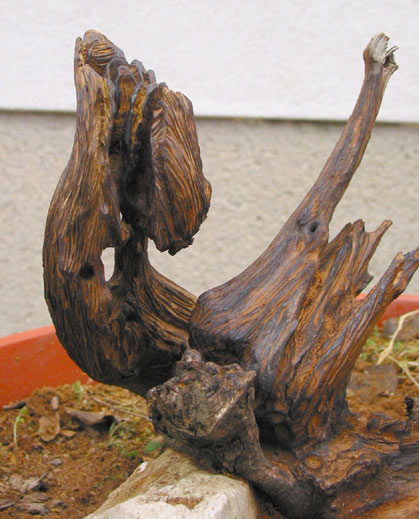 ein abgestorbener Nebenstamm, nach der Bearbeitung