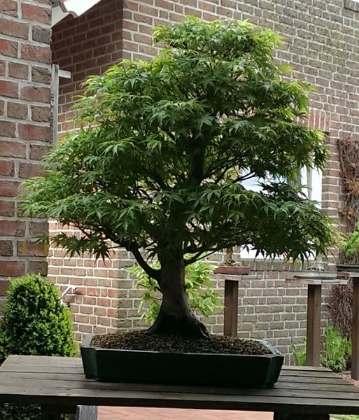 IMAG0952_1.jpg