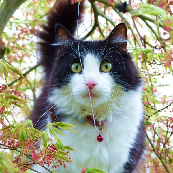 Ein Naturliebhaber
