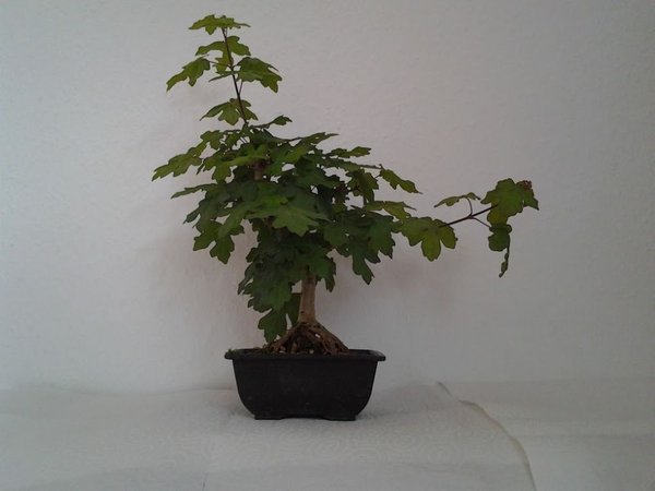 Vorher