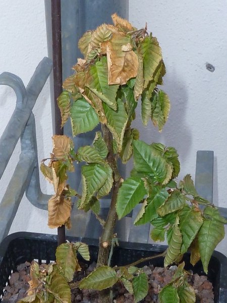 komplett