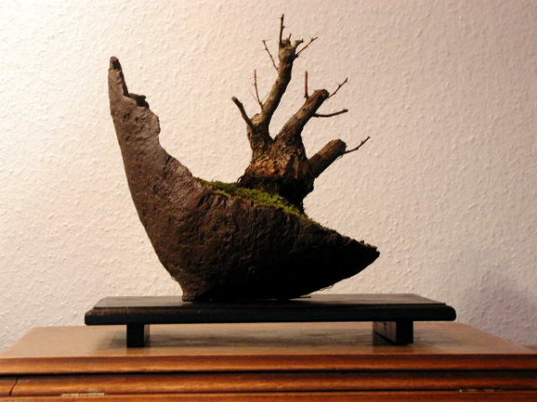 Berberitze 12.04.2006