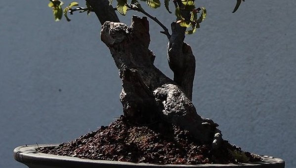 Detail Rückseite