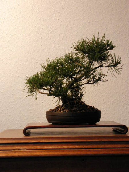 kleine Pinus mugo (noch fast ungestaltet) in Petra Engelke-Schale