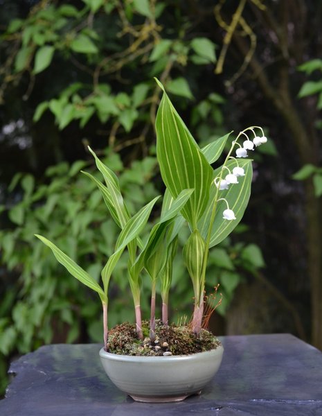 Convallaria majalis ´Albostritata`