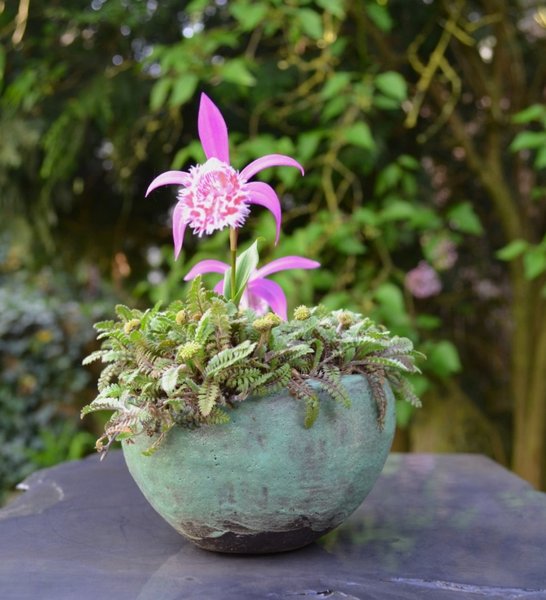 Pleione limprichtii