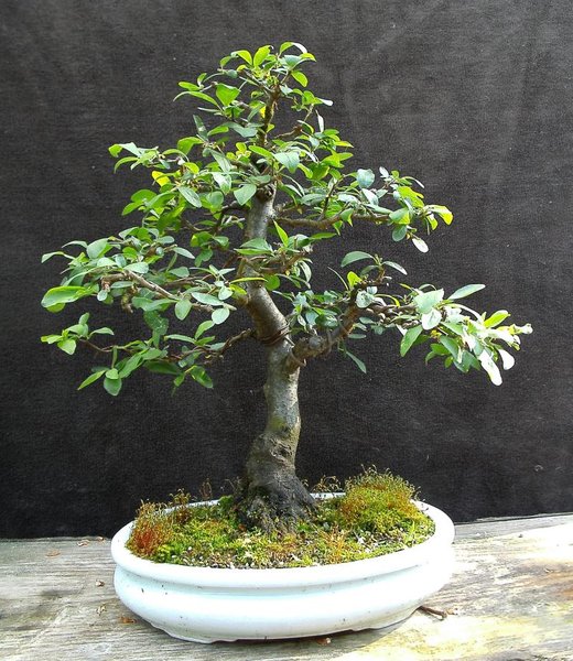 so sieht sie heute aus (Mai 2015)<br />Höhe 47 cm