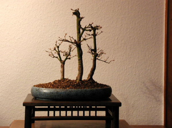 Acer palmatum in Erwin Grzesinski-Schale (die Baumspitzen sind noch nichts, ich weiß, bemühe mich jetzt intensiv darum...)