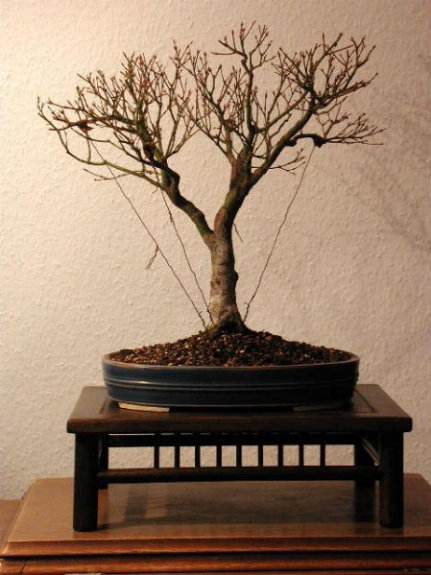 Acer palmatum "Butterfly" in Tokoname-Schale