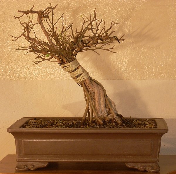 DSCN4008  01.jpg